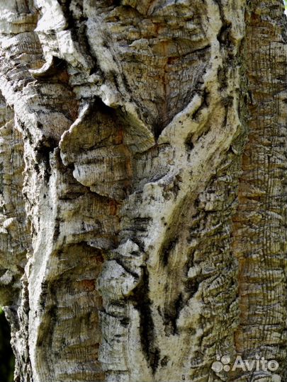 Саженцы Бархат амурский (растения для ландшафта)