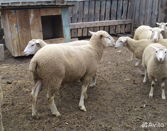 Бараны ташлинские