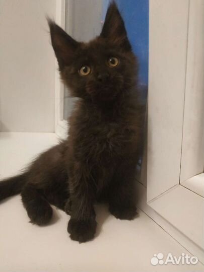 Котятки мейн-кун 2,5 мес чёрные