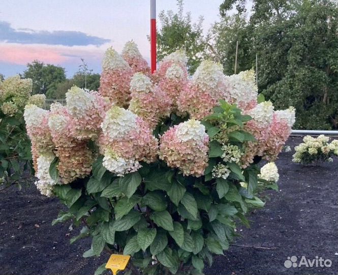 Гортензия метельчатая саженцы