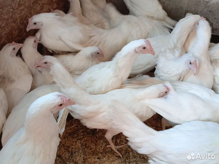 Несушки Белый ломан 4 мес,молодка