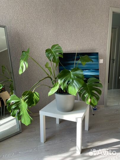 Монстеры крупные 4 шт в кашпо фниттриг IKEA