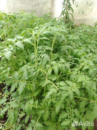 Рассада помидоры, перец, баклажаны, капуста, цветы