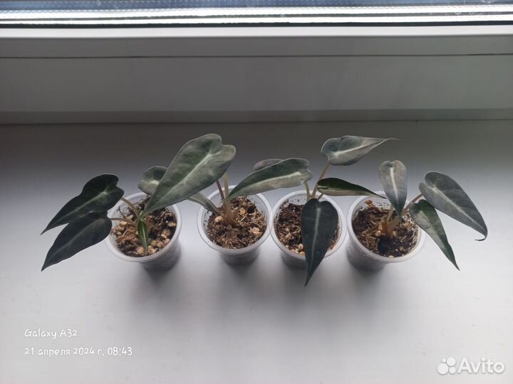 Алоказия детки