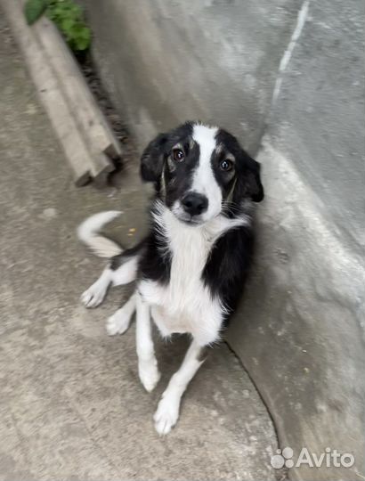 Собака стерилизованная