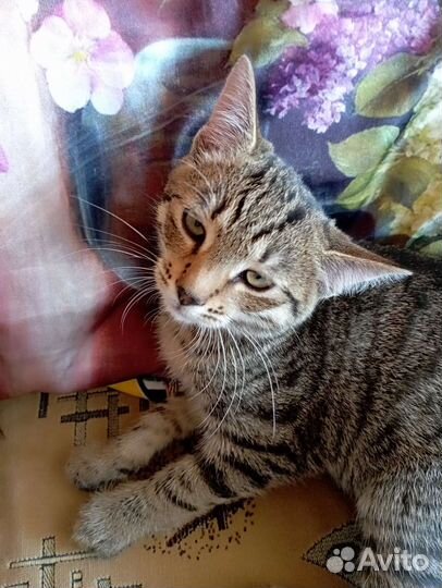 Котята в добрые руки бесплатно