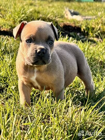 Америкаский булли щенки