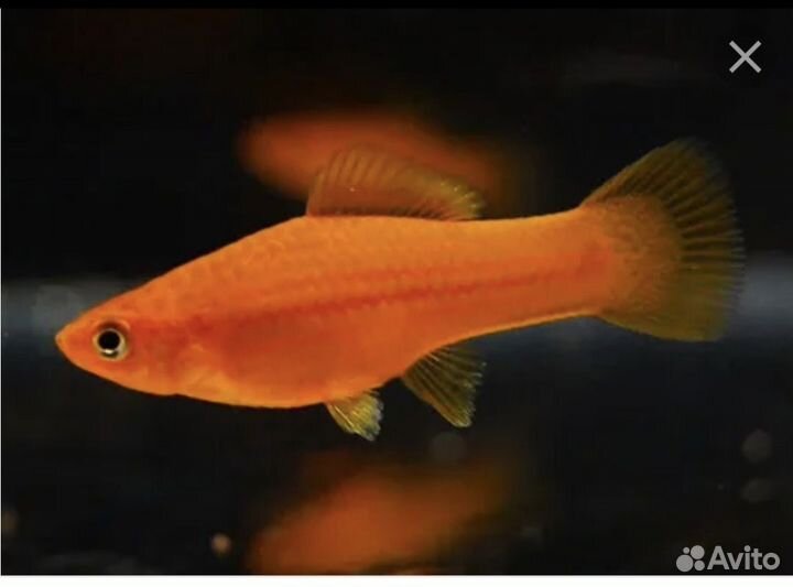 Аквариумные рыбки