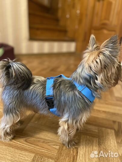 Ошейники и шлейки для собак