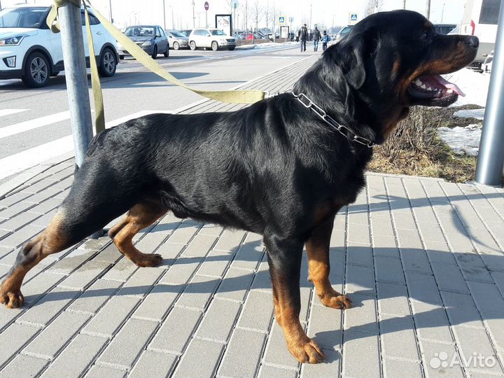 Ротвейлер, кобель, вязка