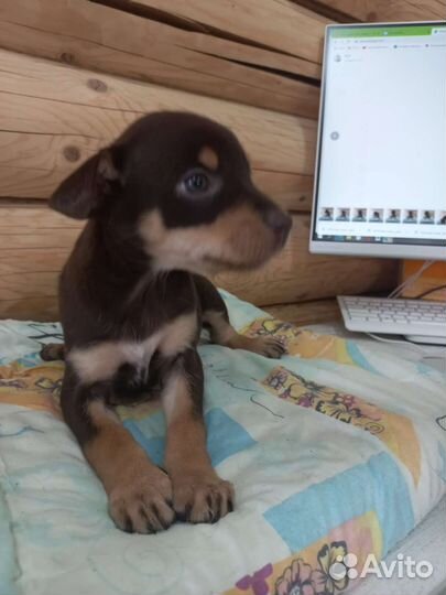 Щенки австралийской овчарки Келпи