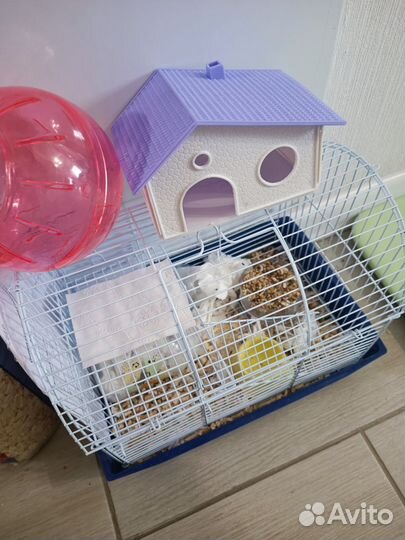 Джунгарские хомяки с клеткой