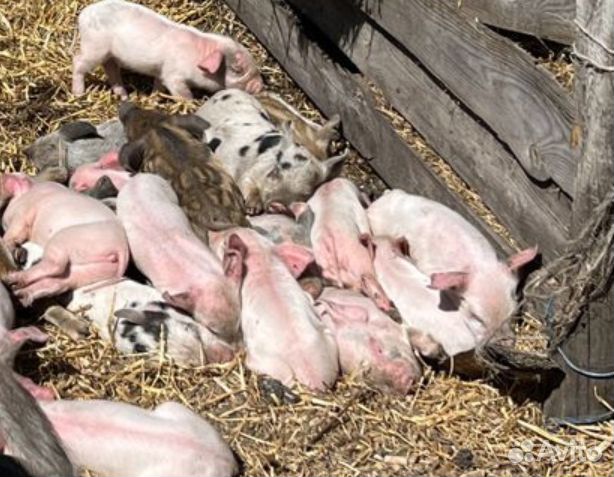 Продам поросят