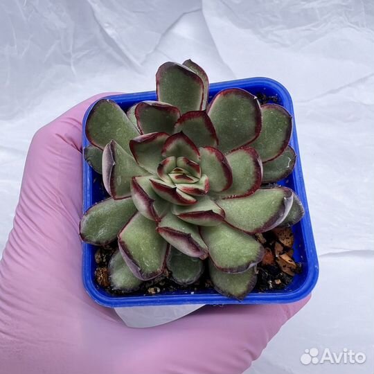 Суккуленты/ Эчеверии