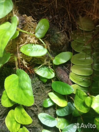 Растения для флорариума, террариума