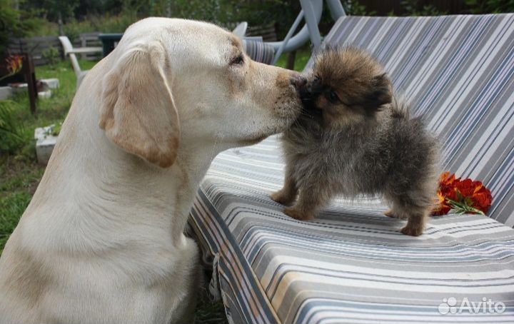 Передержка- временное содержание питомца