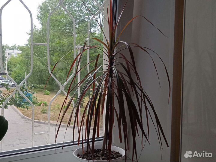 Драцена Маргината, Кудрявая