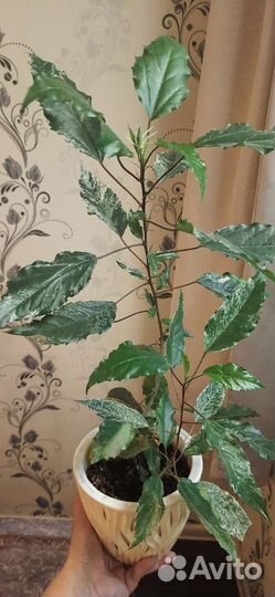 Гибискус вариегатный