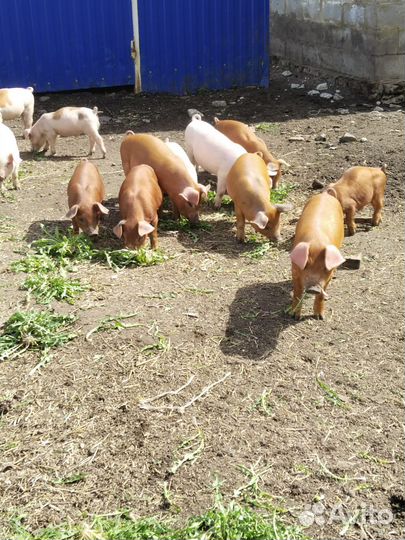Поросята дюрок