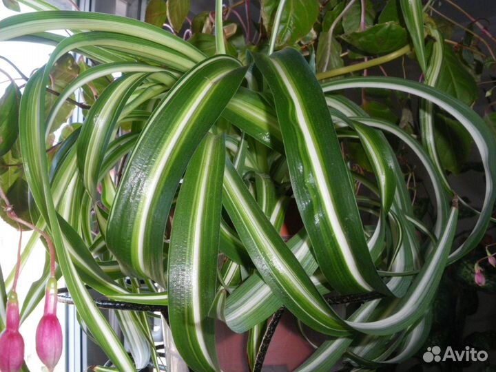 Хлорофитум полосатый - комнатное растение,2 вида