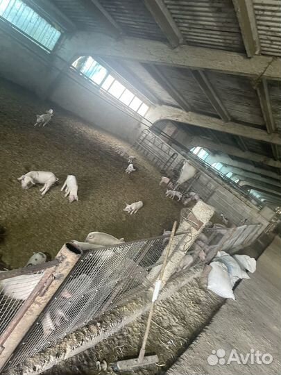 Поросята/ландрас с крупной белой