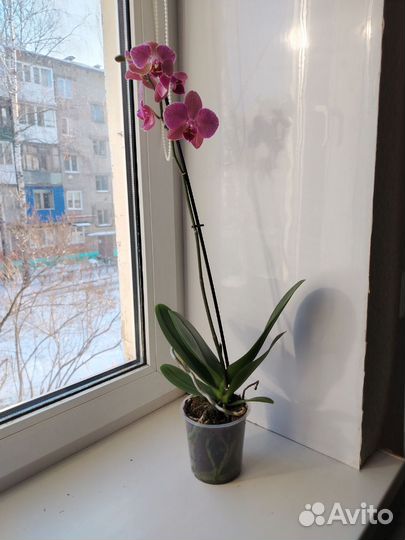 Орхидея фаленопсис Пират Пикотти ред