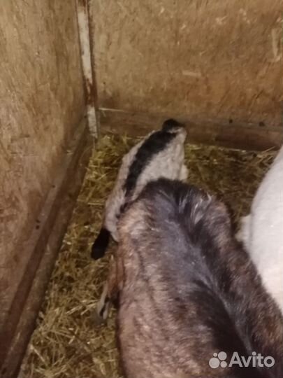 Козлята, баран., телка