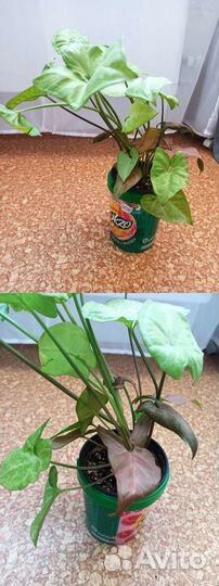 Сингониумы Пинк неон, белая бабочка