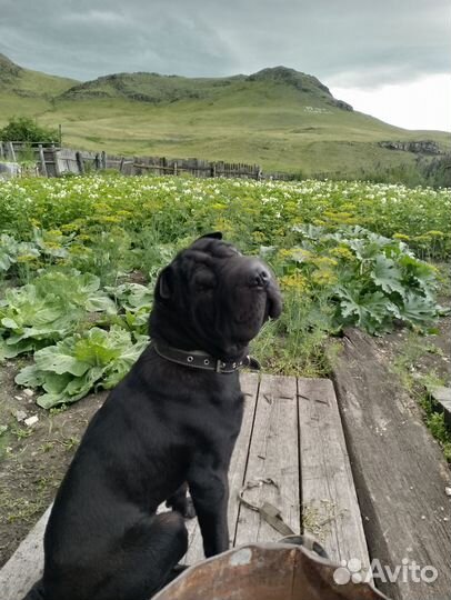 Шарпей вязка