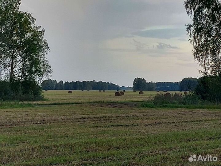 Сено в рулонах