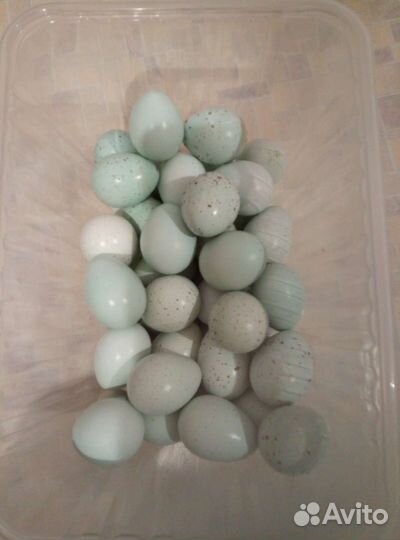 Продам перепелов