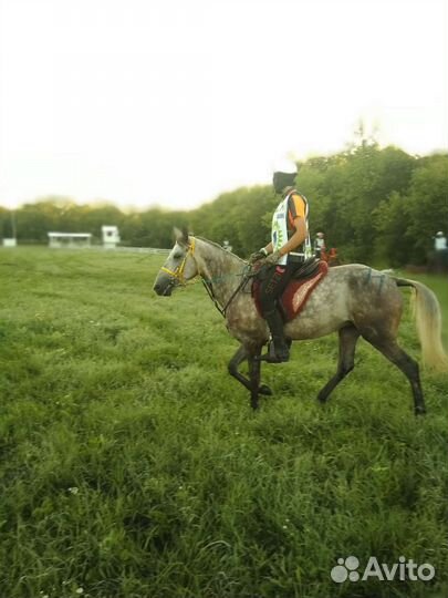 Занятия на лошади, верховая езда, занятия на пони