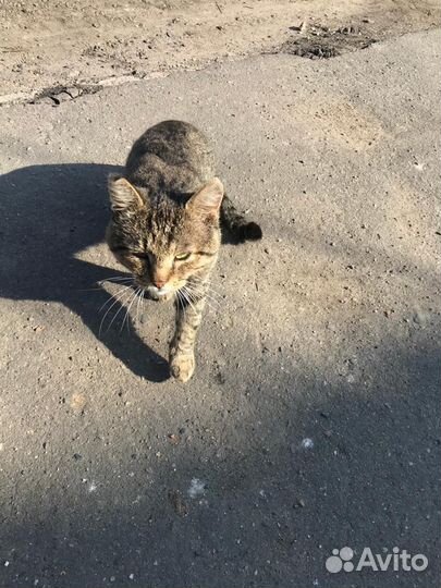 Отдам кота в добрые руки