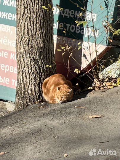 Отдаем кота в добрые руки