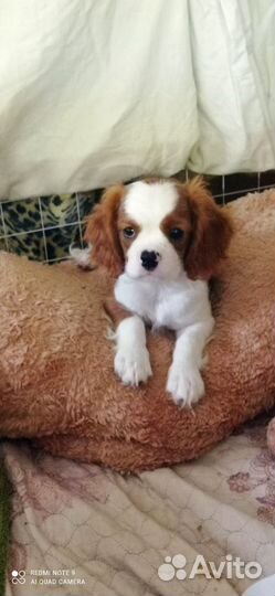 Кавалер кинг чарльз спаниель