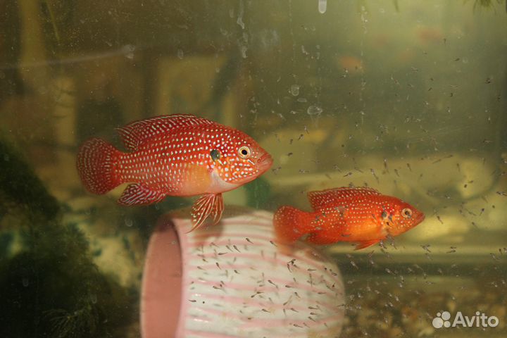 Хромисы красавцы и меченосцы рубиновые