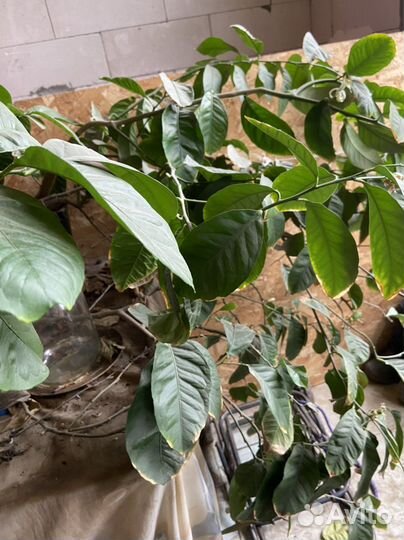 Лимонное дерево