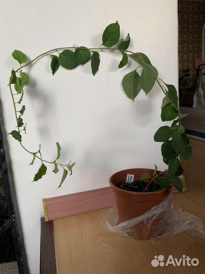 Бугенвиллея