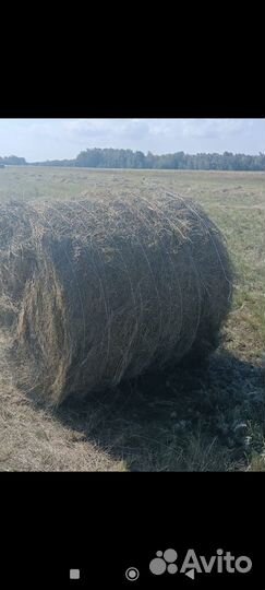 Продам сено в рулонах свежий укос