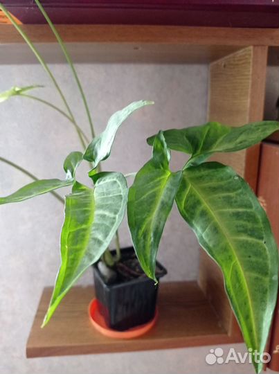 Продаются комнатные растения