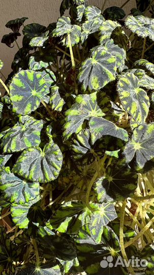 Растения Фикус Монстера Бегония Спатифилум