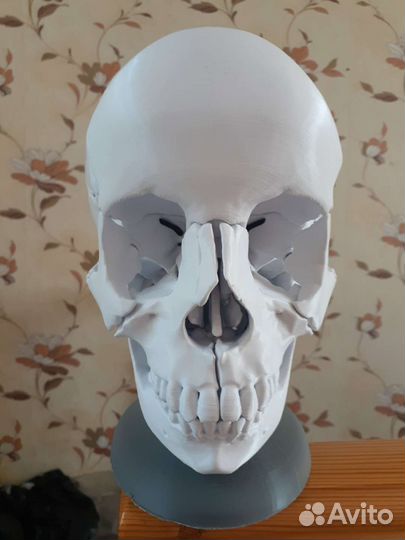 Череп анатомический