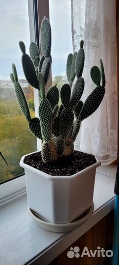 Кактус опунция