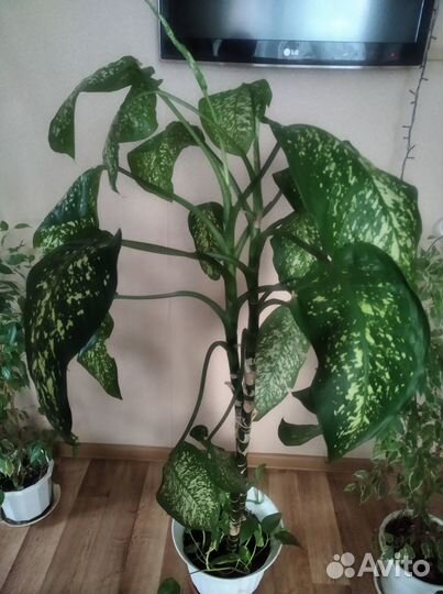 Диффенбахия и сциндапсус в одном горшке