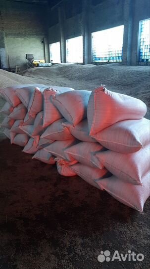 Зерно пшеница