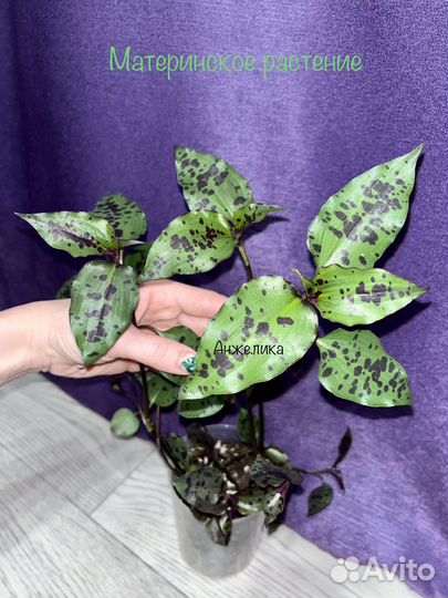 Традесканция в веснушках (редкая)