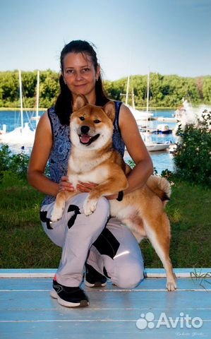 Для племенного использования предлагается кобель я