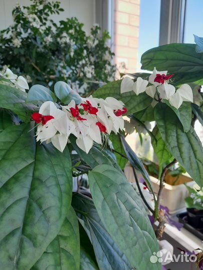 Клеродендрум Томпсона