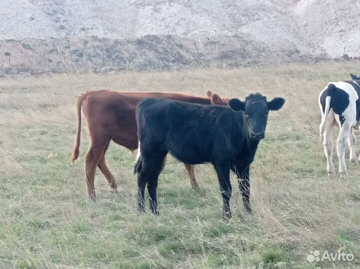 Бычки телки