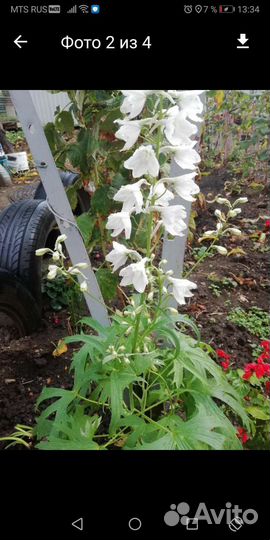 Дельфиниум